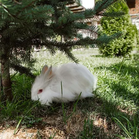 Vendégház Topalovi